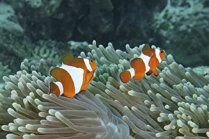 Indonesian: ibxrvo11928741.jpg