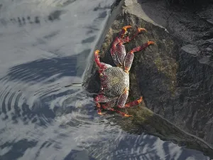 Crustacean: ibxrvo11979524.jpg
