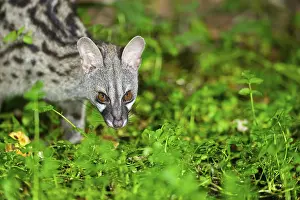 Genets: ibxshe11635499.jpg