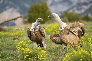 Pyrenees: ibxshe11895720.jpg