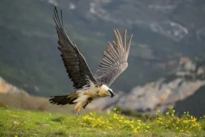 Pyrenees: ibxshe11896026.jpg