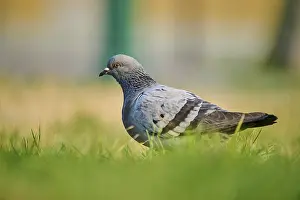 Pigeons: ibxshe11909297.jpg