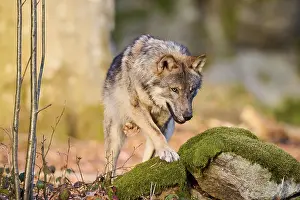 Bayerischer Wald: ibxshe11943492.jpg