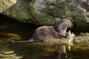 Common Otter: ibxshe11943735.jpg