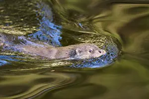 Float: ibxshe11943744.jpg