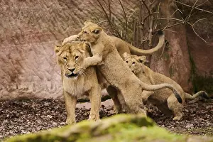 Lions: ibxshe11949049.jpg