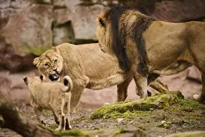 Lions: ibxshe11949126.jpg