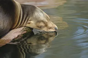 Silence: ibxshe11964601.jpg