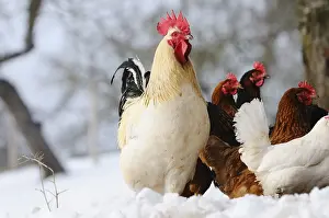 Chickens: ibxshe11964642.jpg
