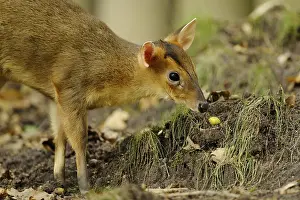 Curiosity: ibxshe12104960.jpg