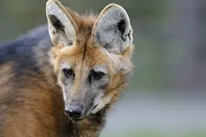 Ears: ibxshe12105716.jpg