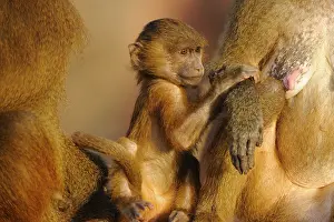 Caring: ibxshe12105946.jpg