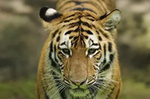 Tigers: ibxshe12106166.jpg