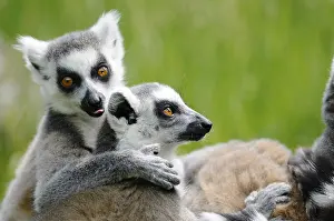 Embrace: ibxshe12251449.jpg