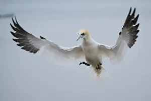 Gannet: ibxshe12603966.jpg