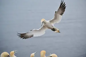Gannet: ibxshe12604163.jpg