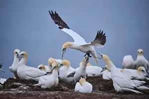 Gannet: ibxshe12604221.jpg
