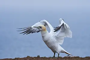 Gannet: ibxshe12604244.jpg