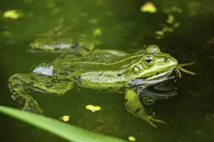 True Frog: ibxshe12675304.jpg