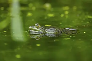 True Frog: ibxshe12675403.jpg