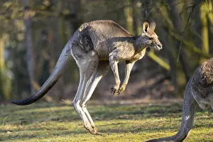 Leaping: ibxshe12916321.jpg