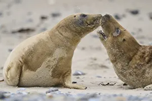 Seals: ibxshe12974589.jpg