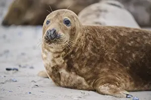 Seals: ibxshe12975072.jpg
