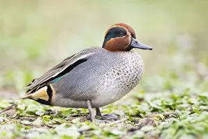 Anseriformes: ibxshe13158055.jpg