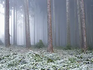 Conifer: ibxshu12157962.jpg