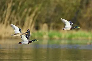 Anseriformes: ibxshu12652813.jpg
