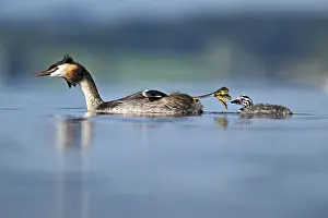 Float: ibxshu12920469.jpg