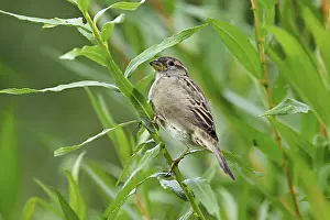Sparrow: ibxshu12934144.jpg