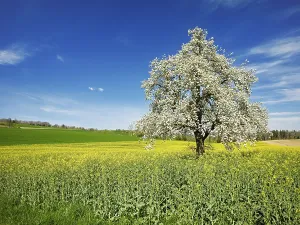 Orchards: ibxshu13139718.jpg