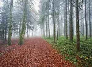 Misty: ibxshu13139844.jpg