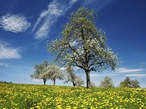 Orchards: ibxshu13151791.jpg