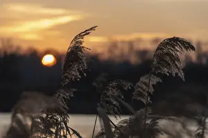 Reeds: ibxsns12588761.jpg