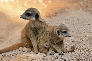 Meerkat: ibxsox12117560.jpg