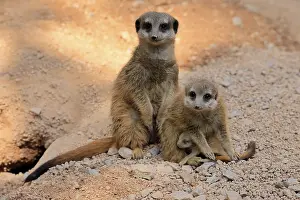 Meerkat: ibxsox12117574.jpg