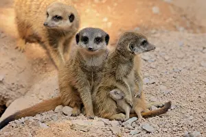 Meerkat: ibxsox12117579.jpg