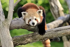 Himalayan: ibxsox12117948.jpg