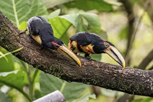 Woodpeckers: ibxsse11710003.jpg