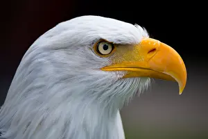 Aquila: ibxvda04657951.jpg