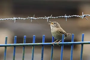 Singing: ibxwma11631175.jpg