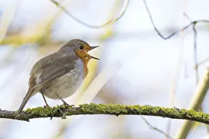 Singing: ibxwma12803486.jpg