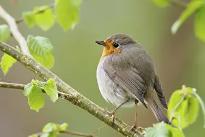 Robin: ibxwma13177275.jpg