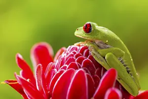 Treefrog: ibxwve11989112.jpg