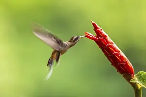 Hummingbird: ibxwve12139962.jpg