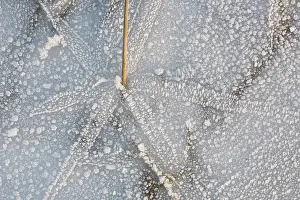 Geometrical: Ice