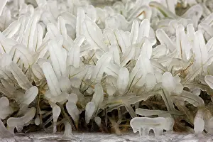 Seneca: Ice Covered Grass Near Seneca Lake in Upstate