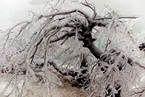 Niagara: Ice-covered Tree near Niagara Falls